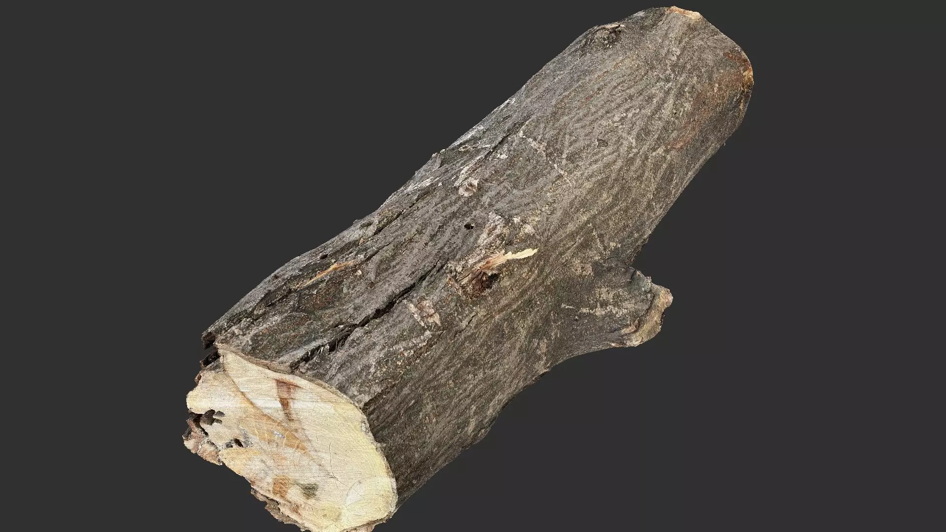 Sawn tree trunk wood 3d scan highpoly 3D model_11