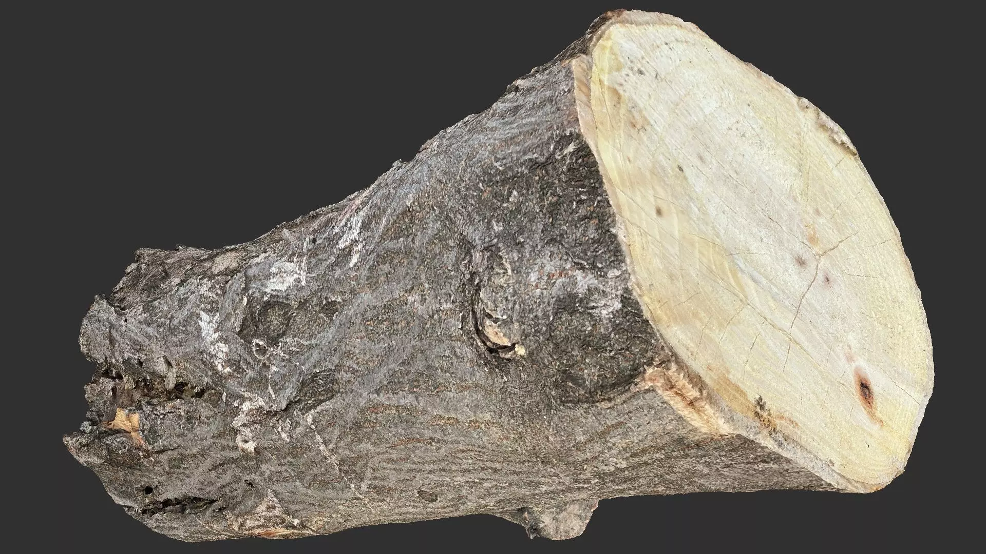 Sawn tree trunk wood 3d scan highpoly 3D model_9