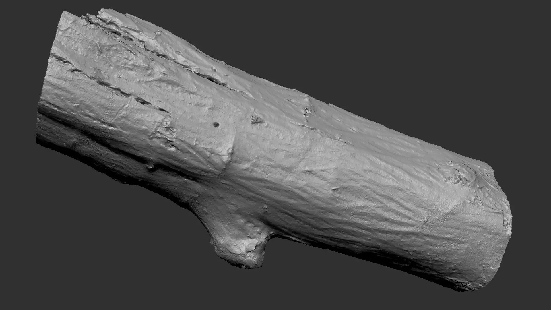 Sawn tree trunk wood 3d scan highpoly 3D model_23