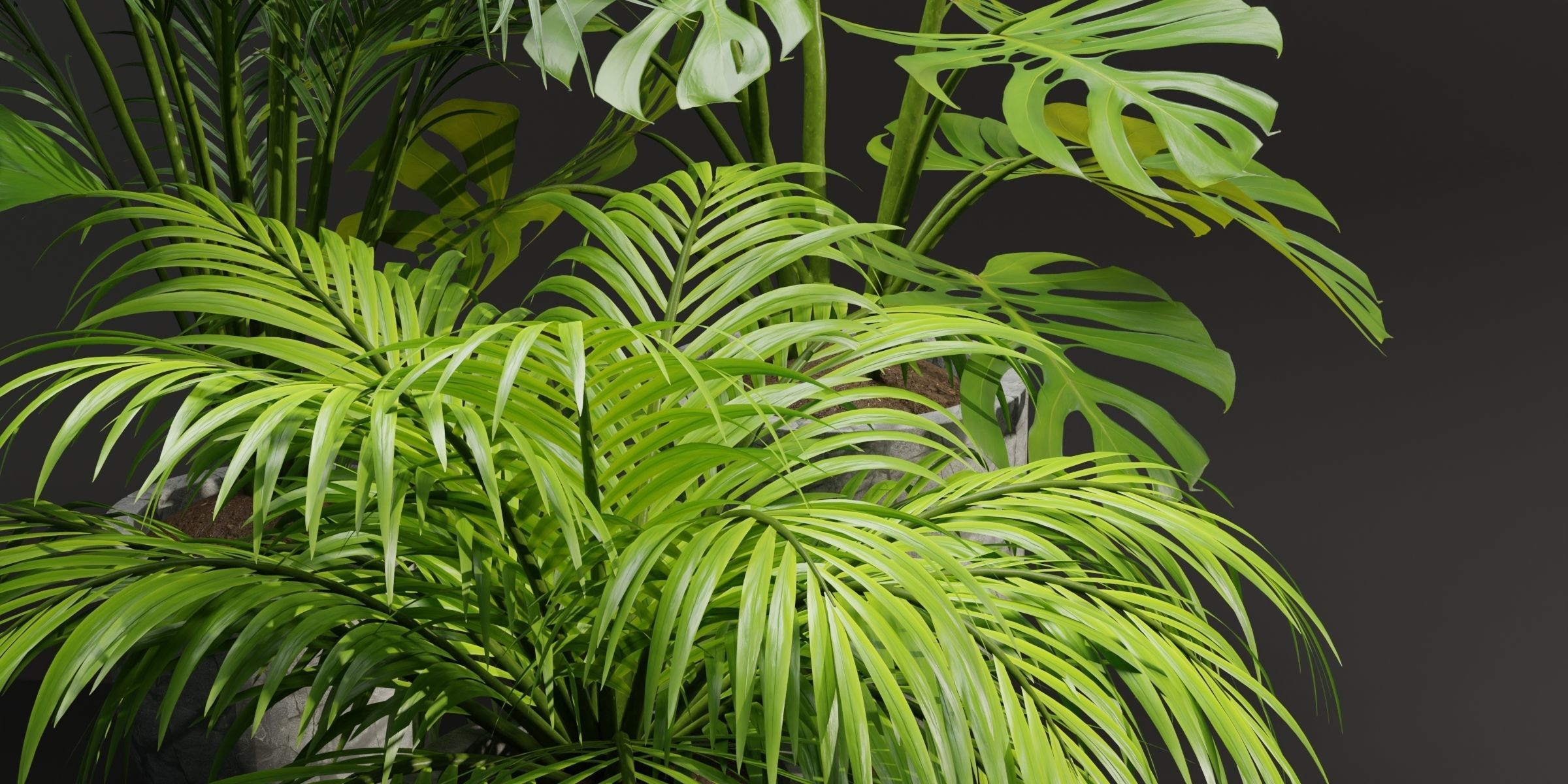 Indoor Plants Collection vol 221-Blender 3D model_2