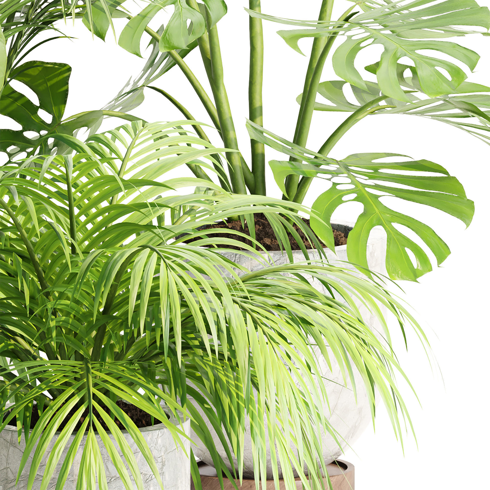 Indoor Plants Collection vol 221-Blender 3D model_4