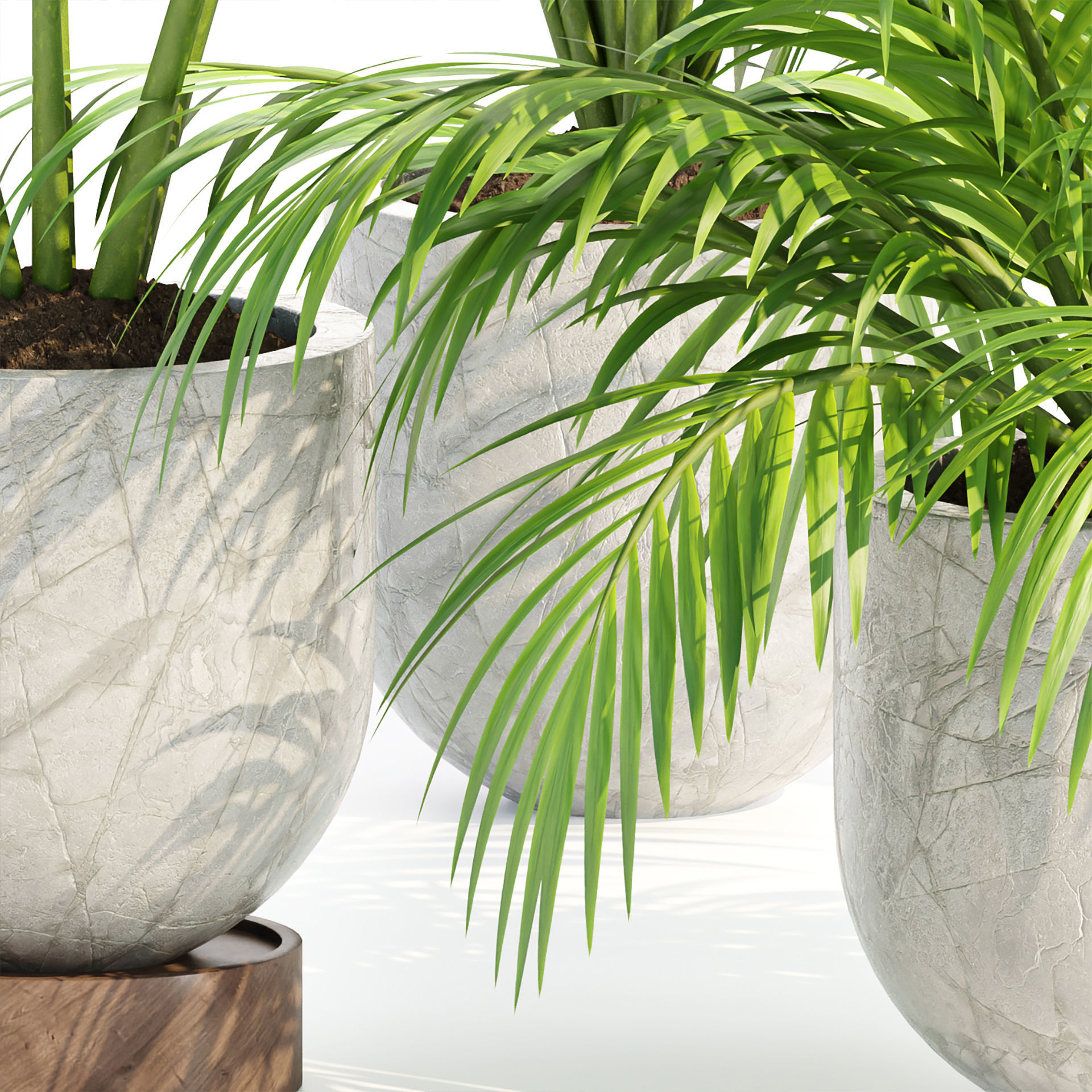 Indoor Plants Collection vol 221-Blender 3D model_3