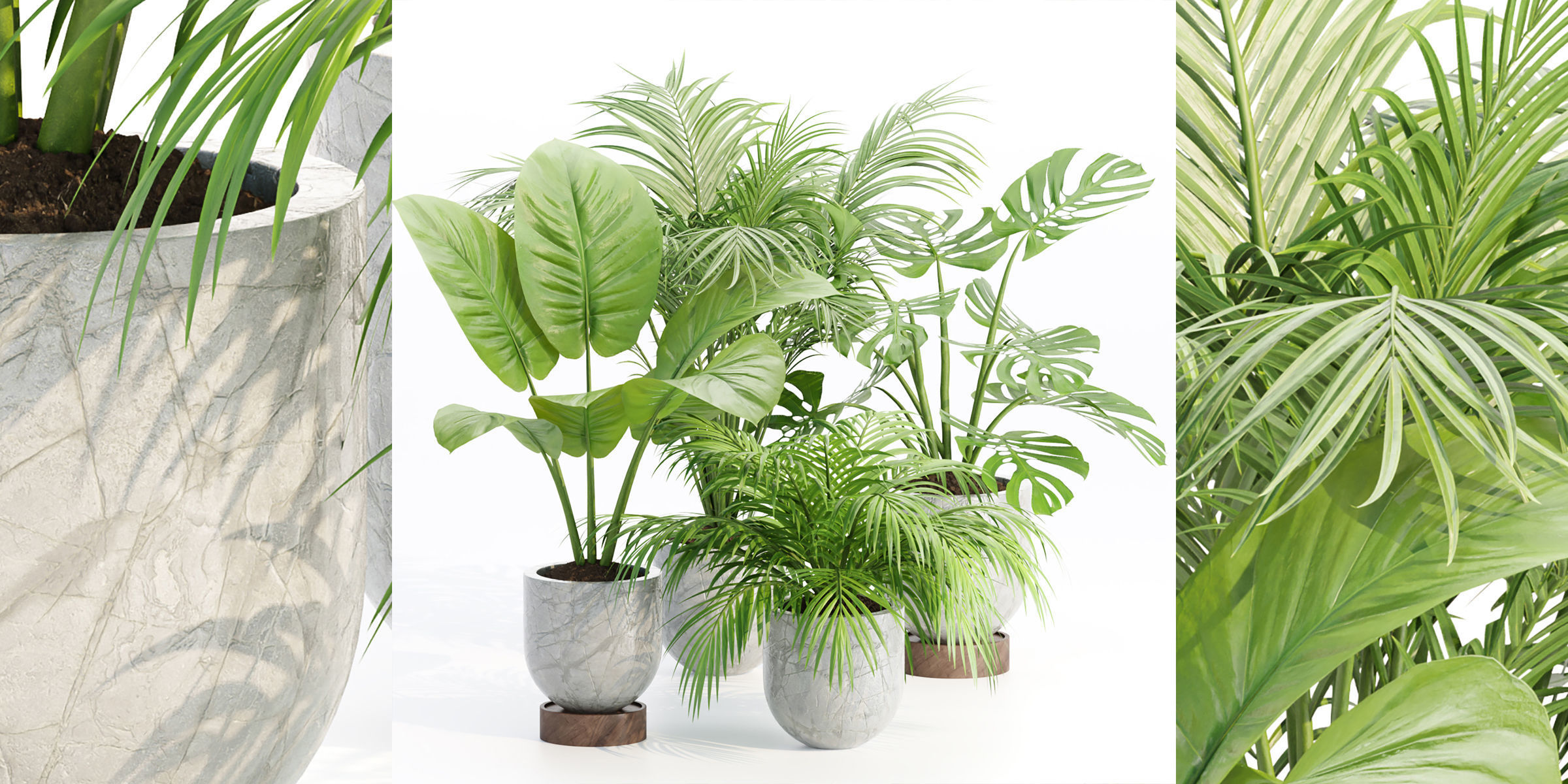 Indoor Plants Collection vol 221-Blender 3D model_1