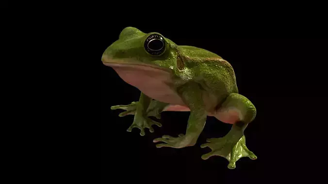 Realistic Frog