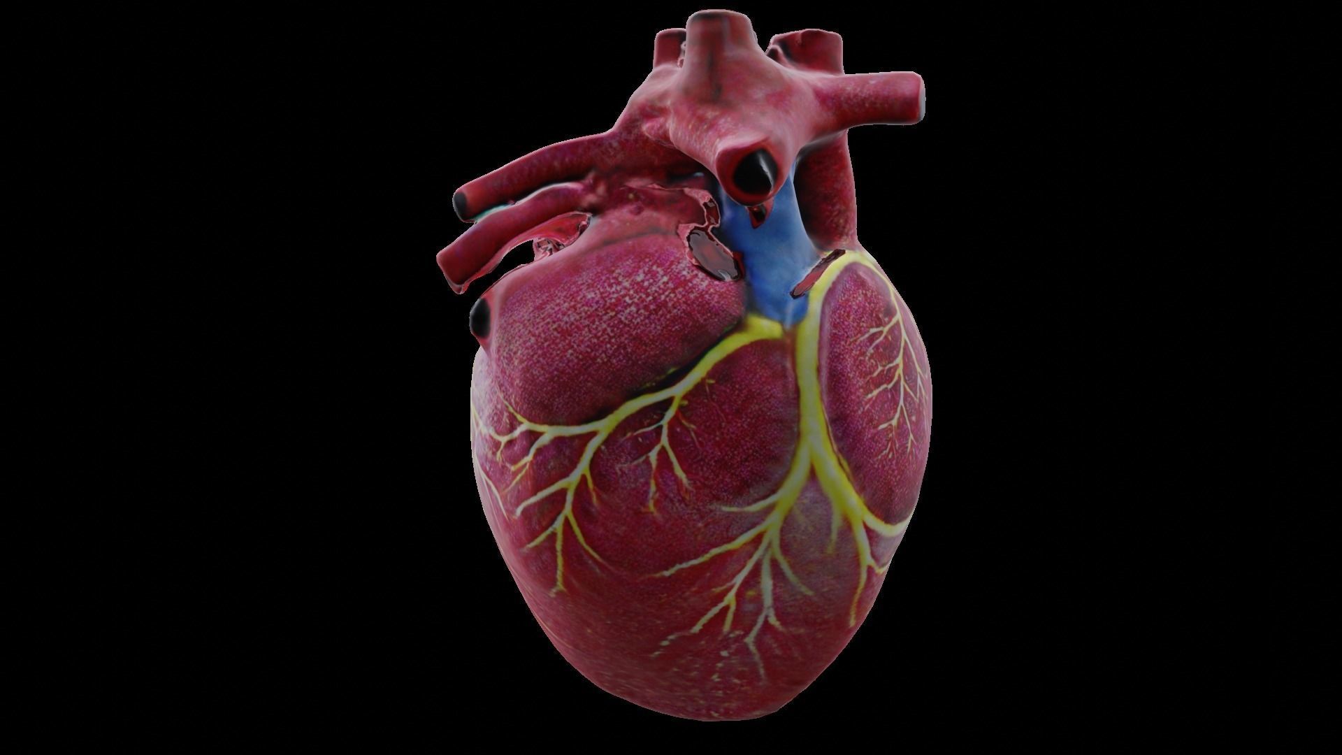 Human heart Low-poly 3D model_17