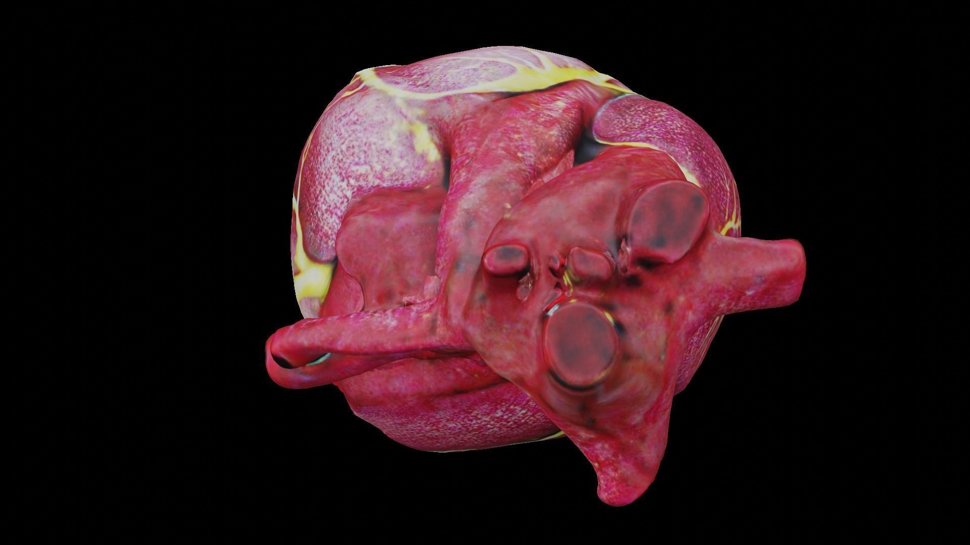 Human heart Low-poly 3D model_12