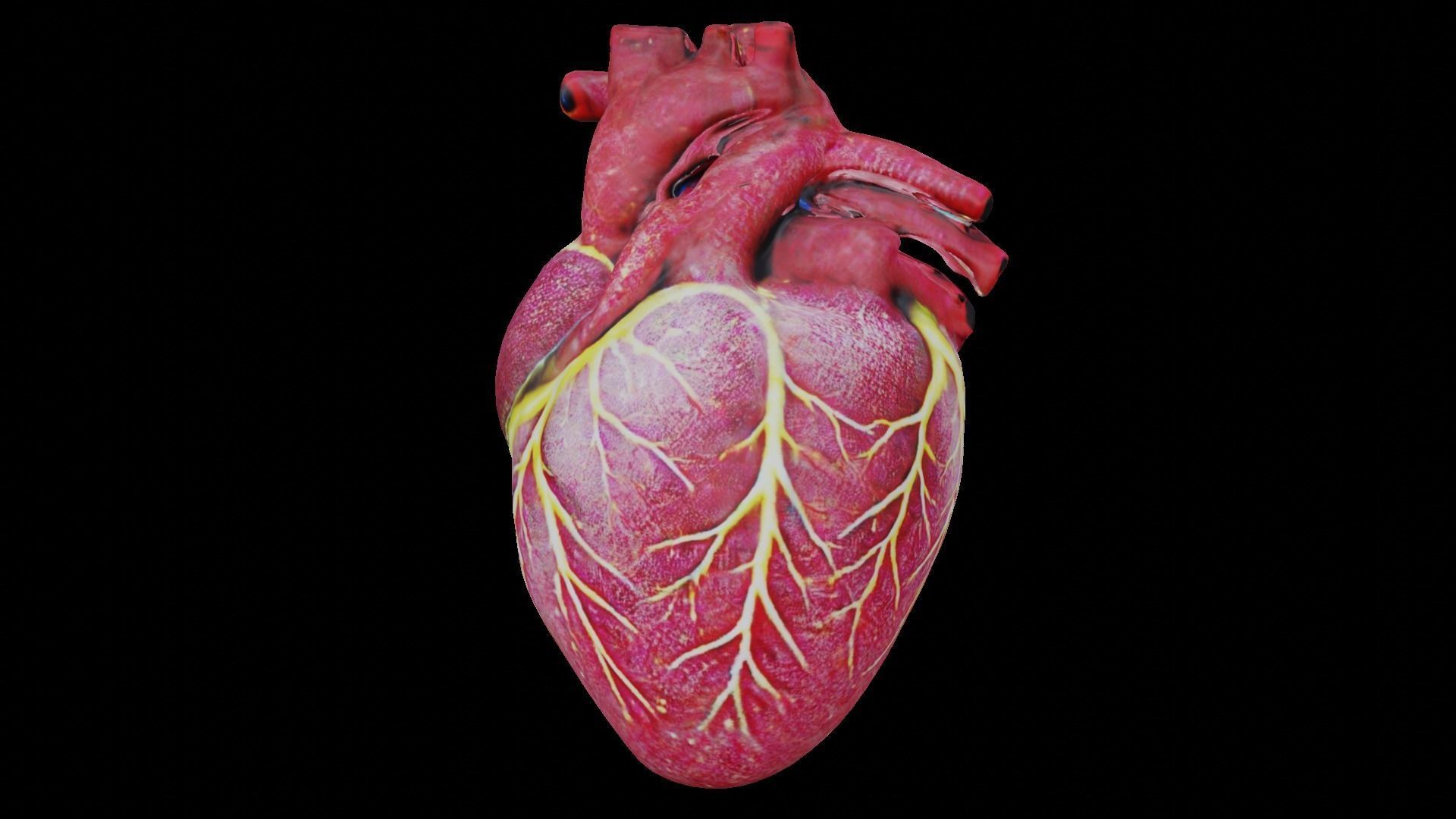 Human heart Low-poly 3D model_3