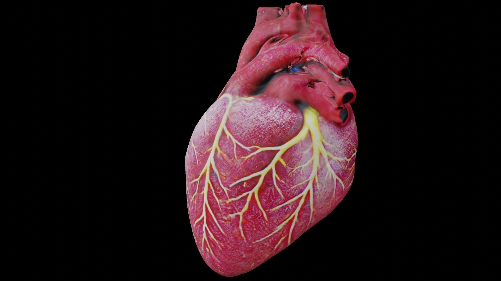 Human heart Low-poly 3D model_4