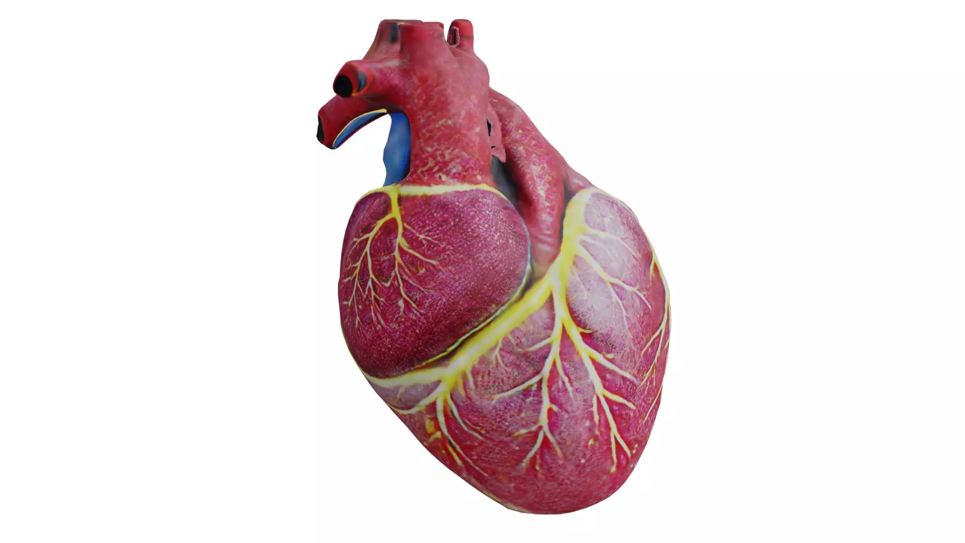 Human heart Low-poly 3D model_0