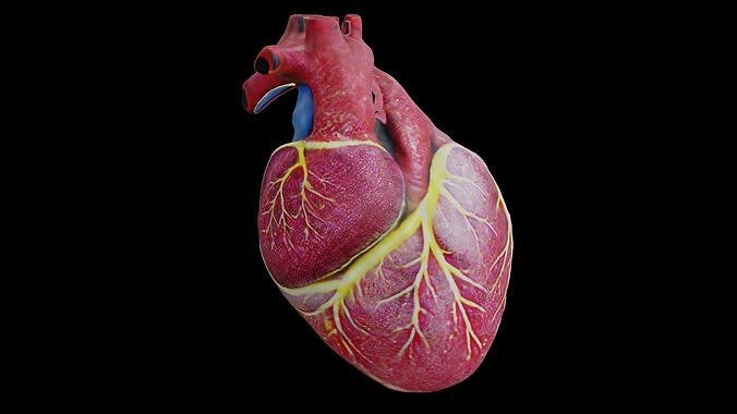 Human heart Low-poly 3D model