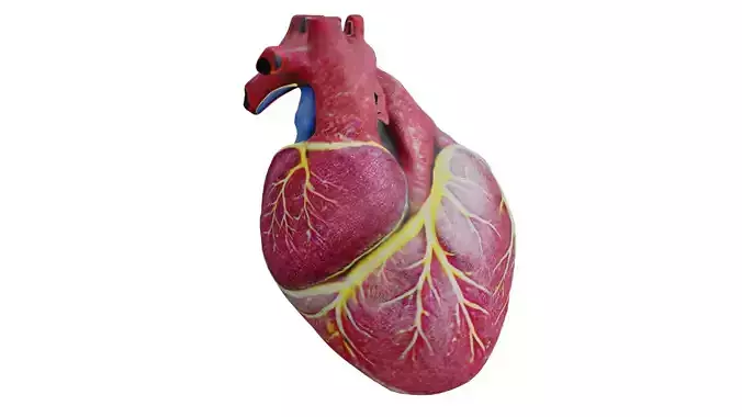 Human heart