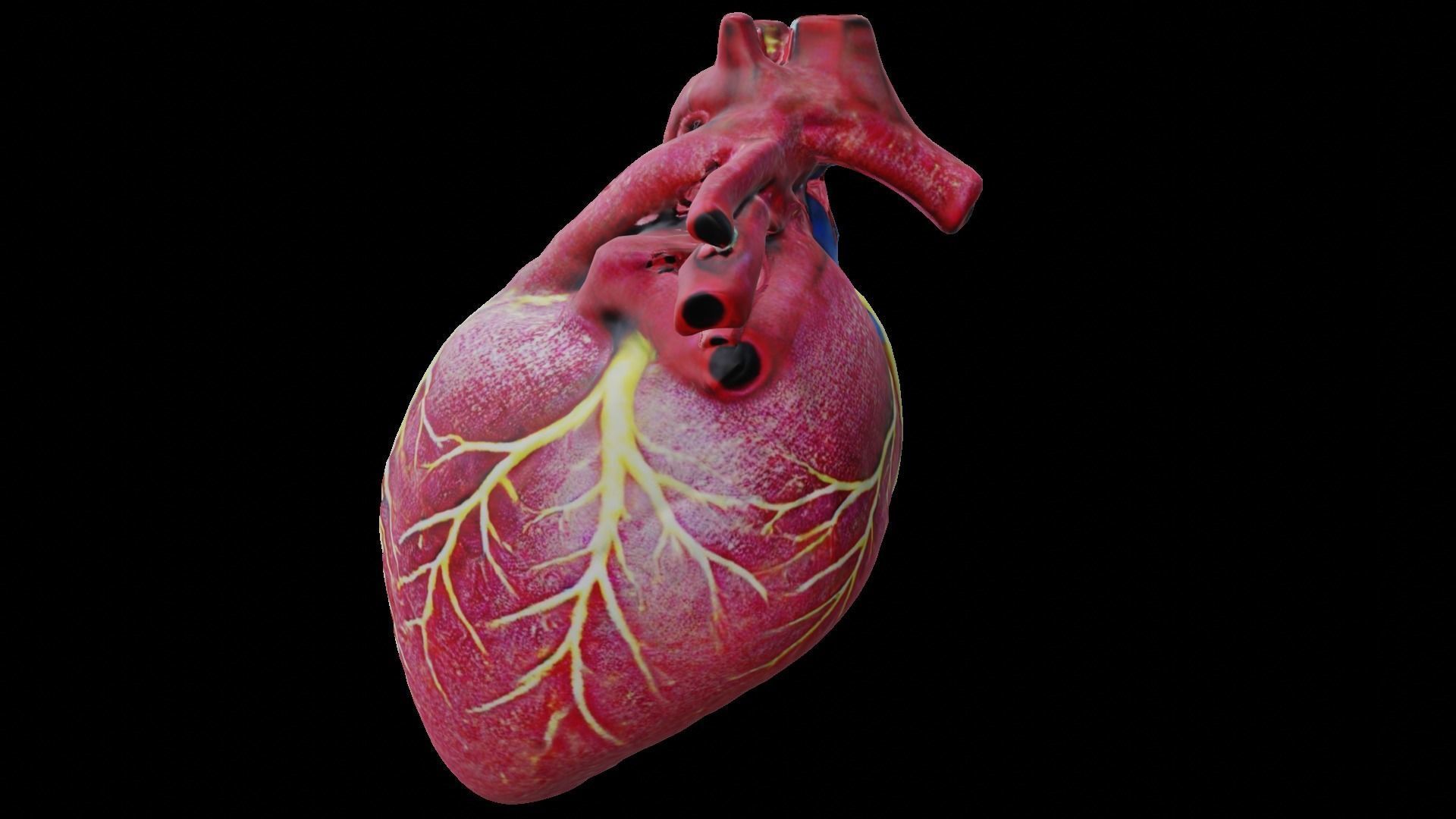 Human heart Low-poly 3D model_5
