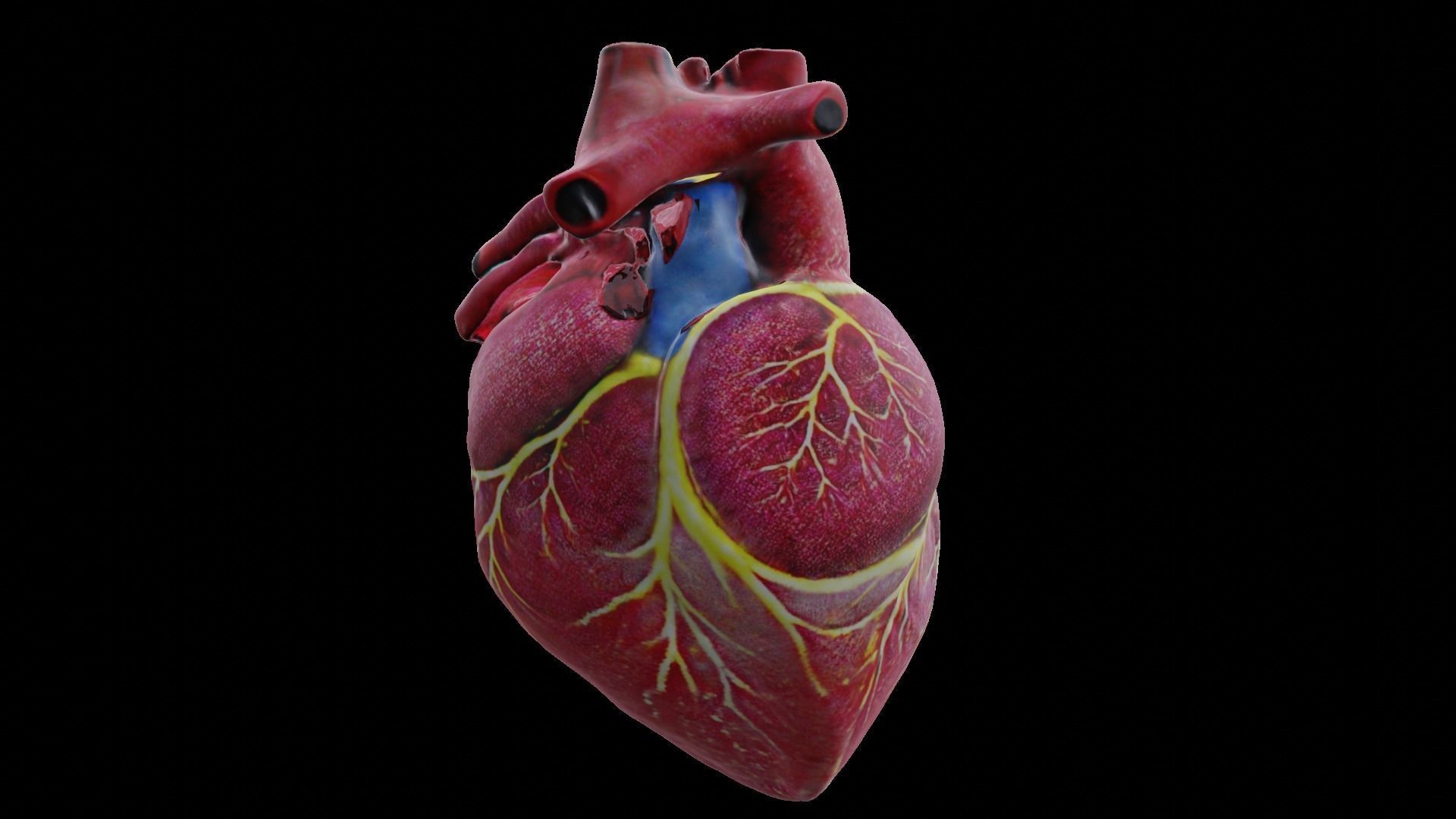 Human heart Low-poly 3D model_13
