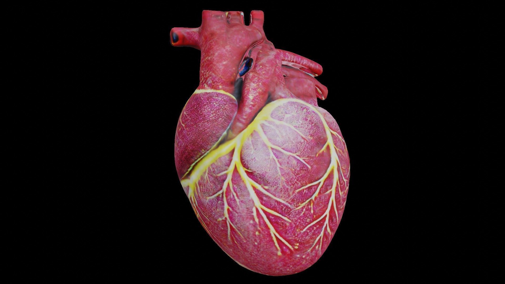 Human heart Low-poly 3D model_2