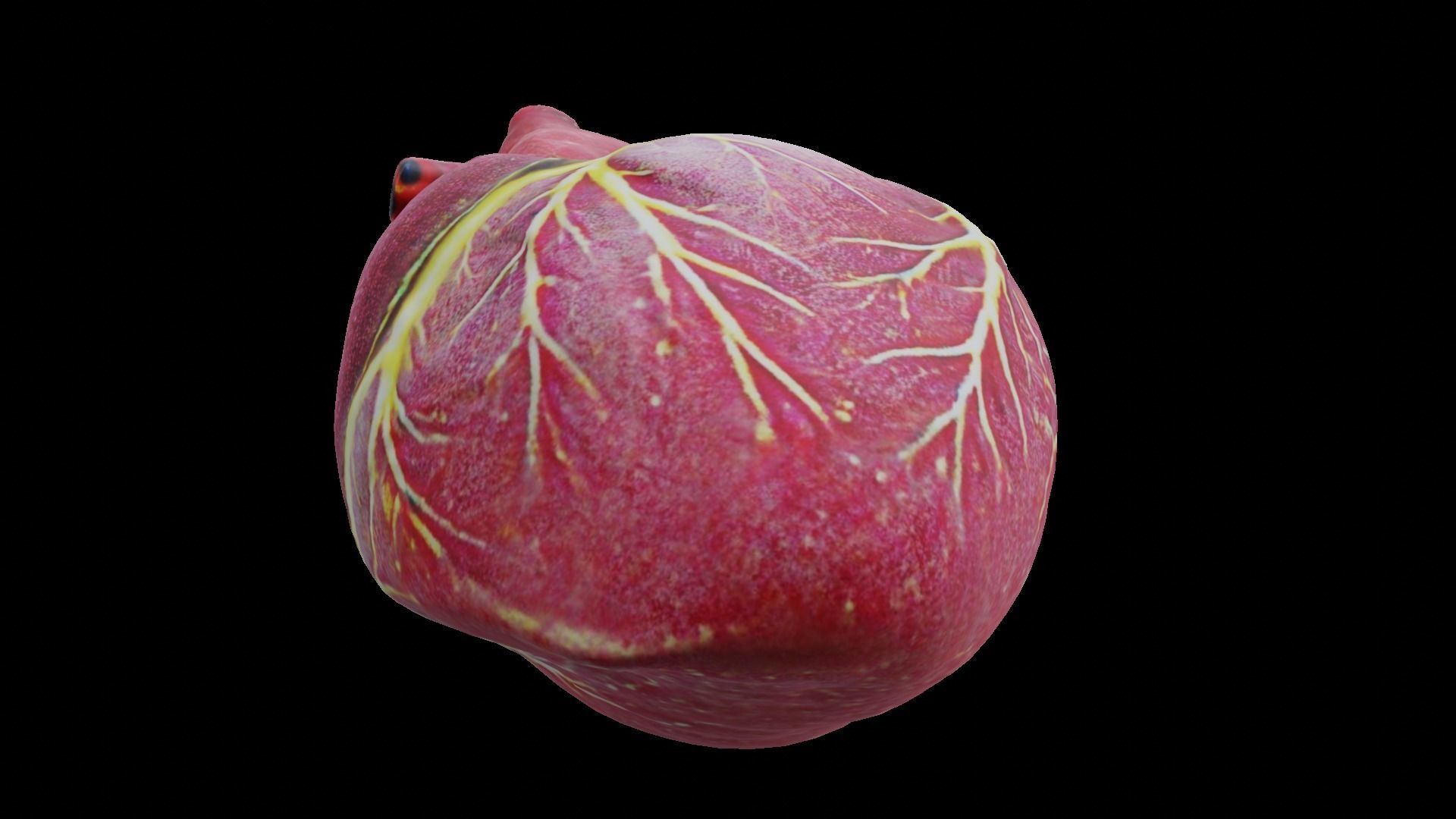 Human heart Low-poly 3D model_11