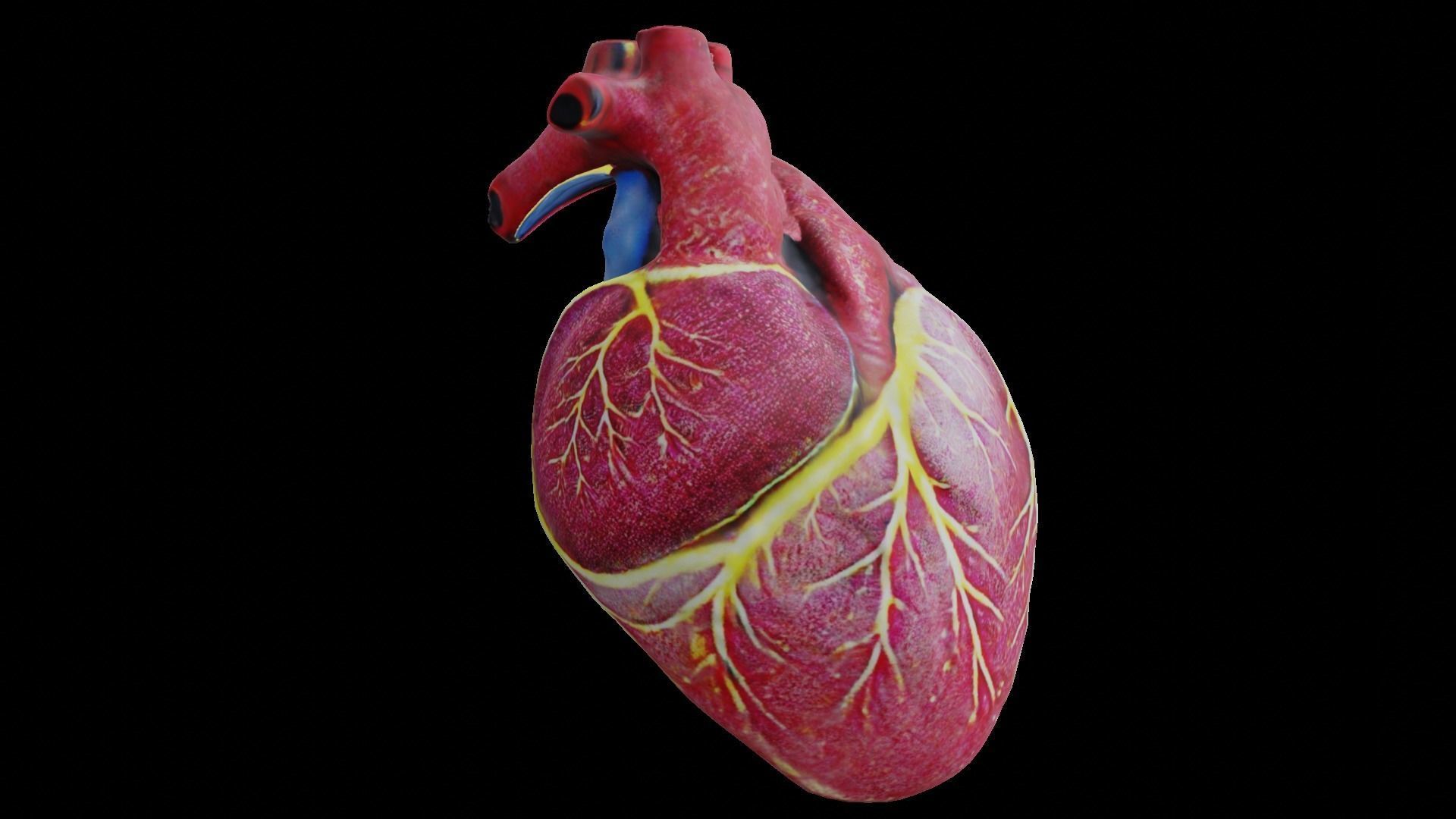 Human heart Low-poly 3D model_18