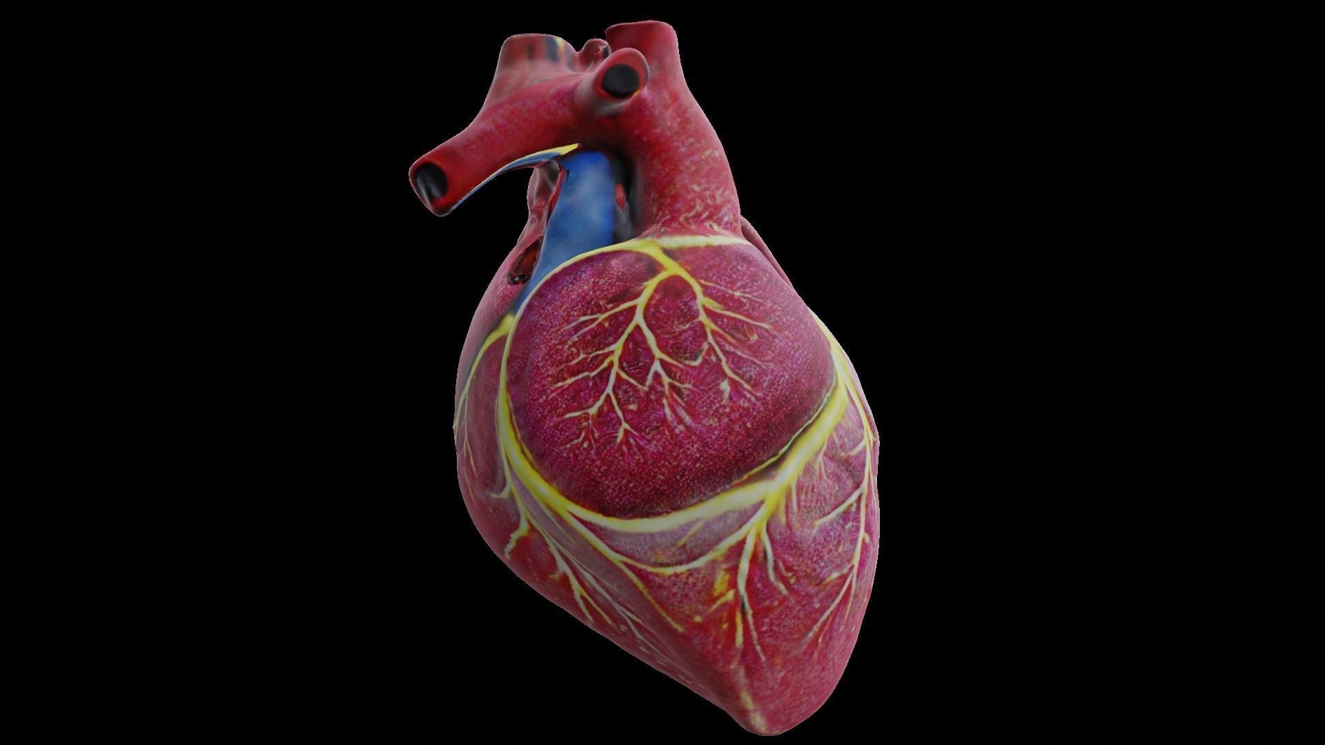 Human heart Low-poly 3D model_16