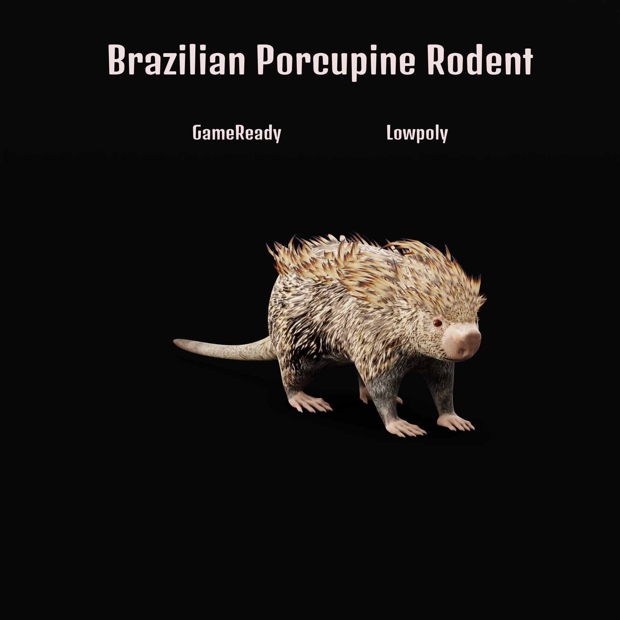 Brazilian Porcupine Rodent Low-poly 3D model_10