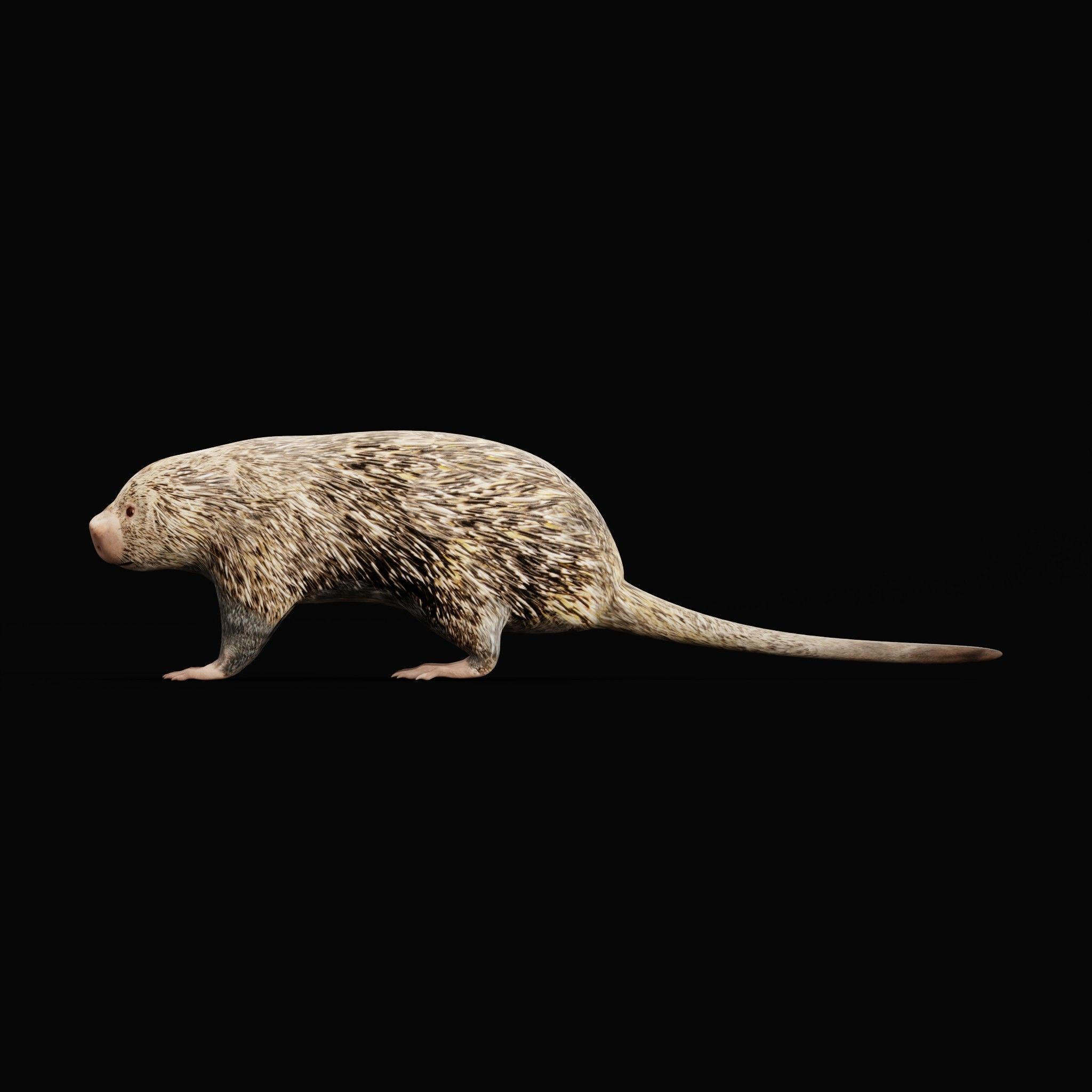 Brazilian Porcupine Rodent Low-poly 3D model_12
