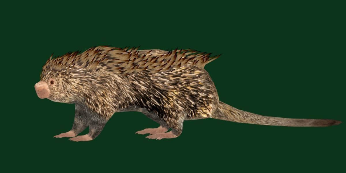 Brazilian Porcupine Rodent Low-poly 3D model_6