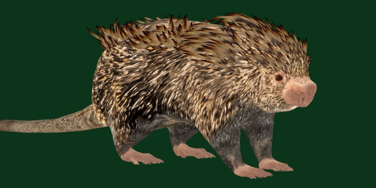 Brazilian Porcupine Rodent Low-poly 3D model_14