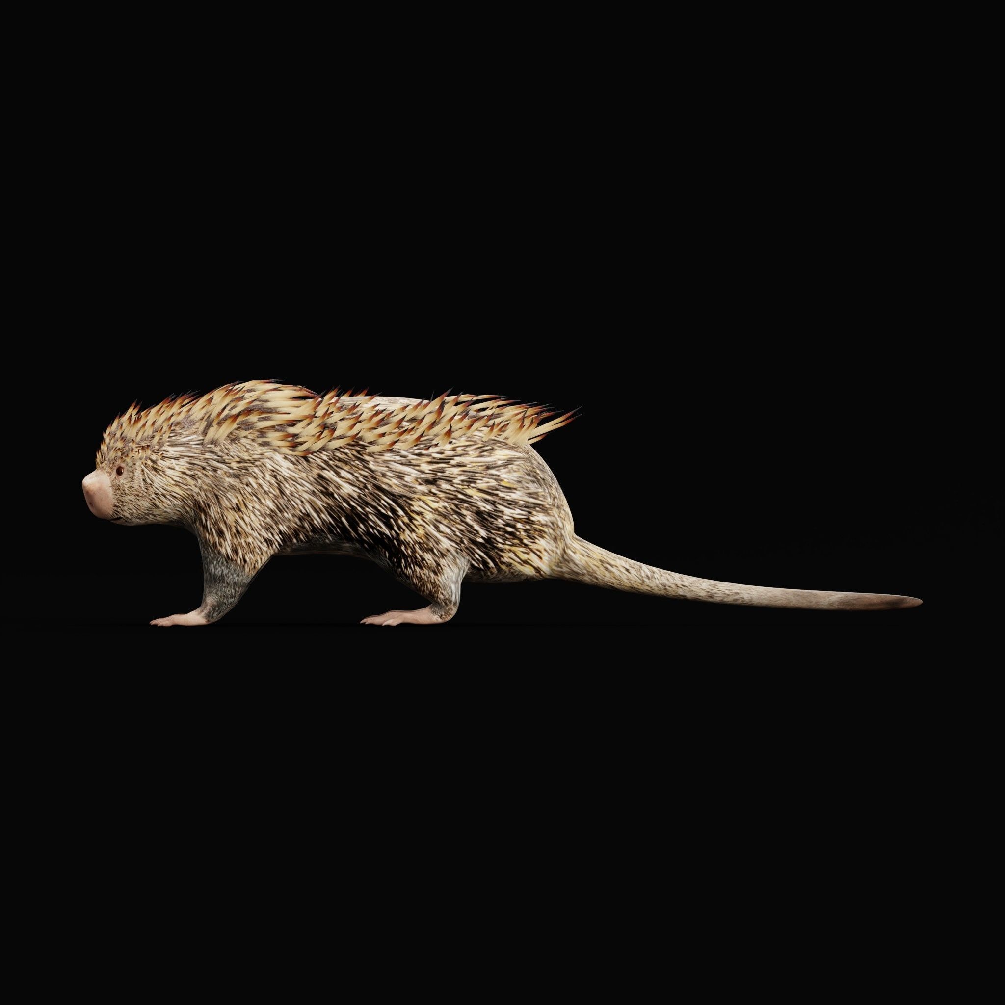 Brazilian Porcupine Rodent Low-poly 3D model_15