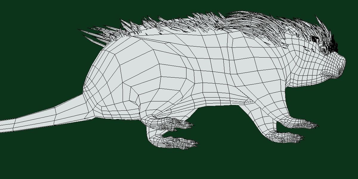 Brazilian Porcupine Rodent Low-poly 3D model_5