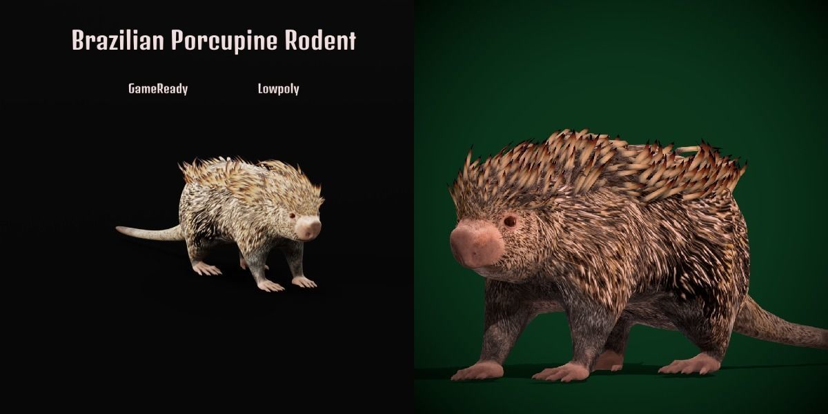 Brazilian Porcupine Rodent Low-poly 3D model_18