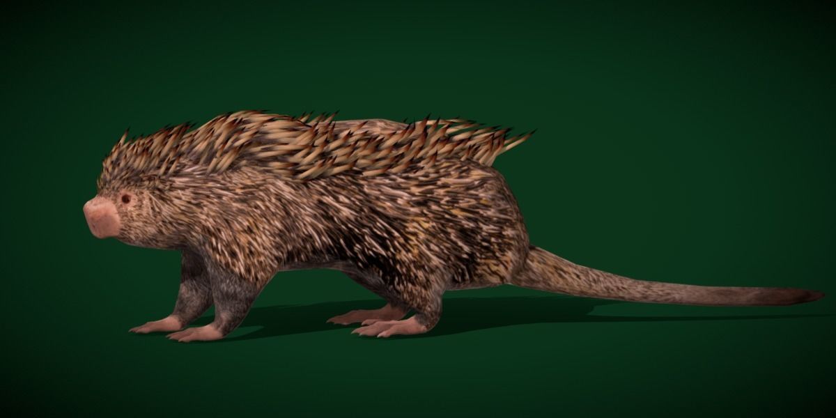 Brazilian Porcupine Rodent Low-poly 3D model_7