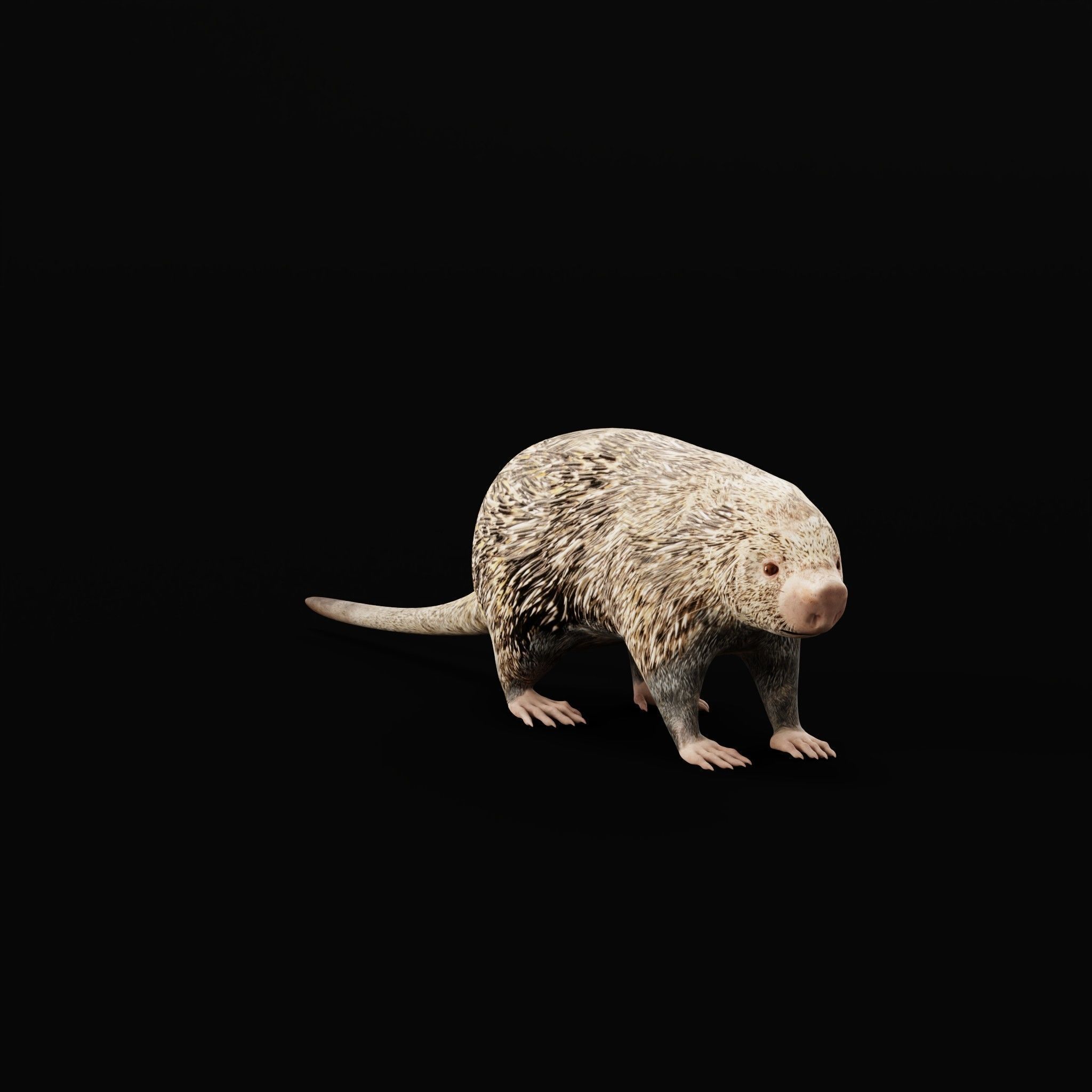 Brazilian Porcupine Rodent Low-poly 3D model_24