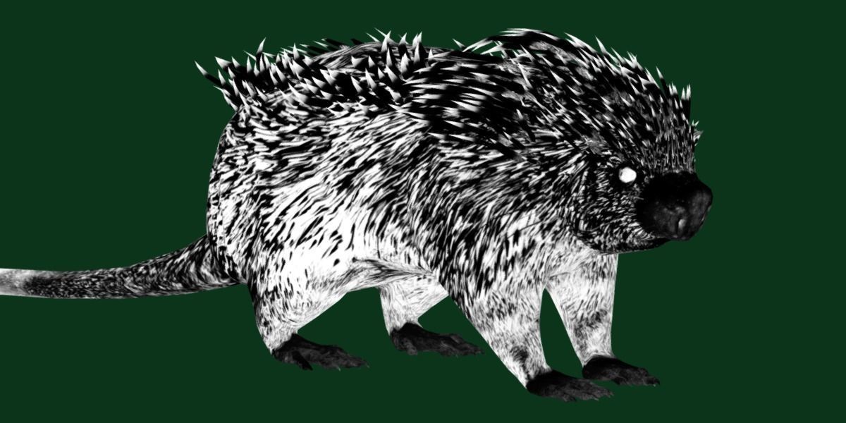 Brazilian Porcupine Rodent Low-poly 3D model_8