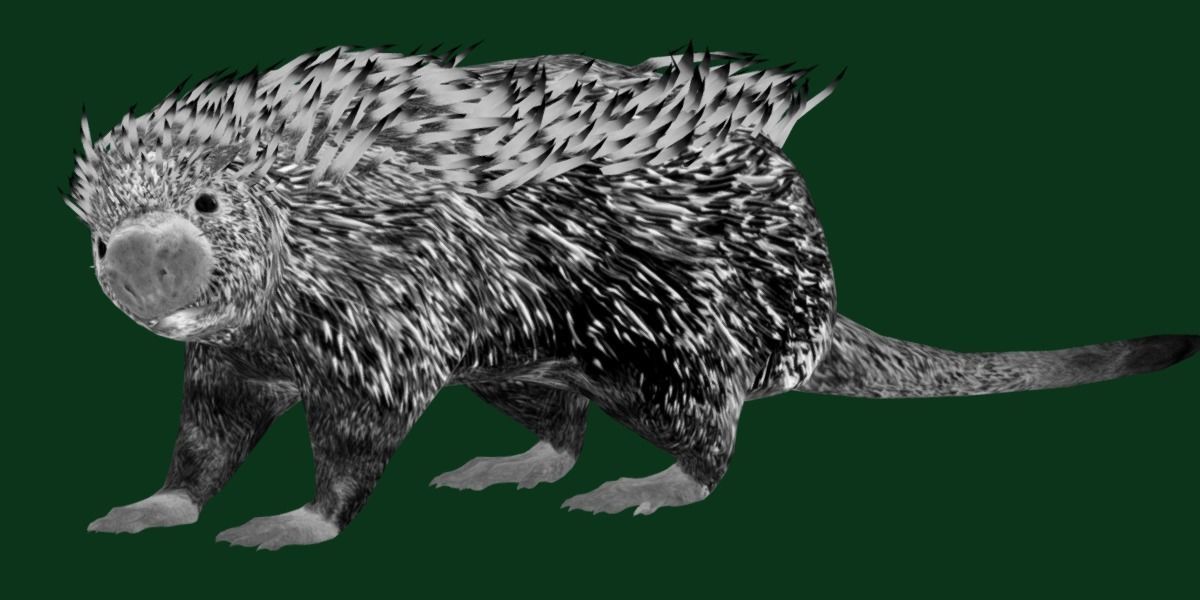 Brazilian Porcupine Rodent Low-poly 3D model_19