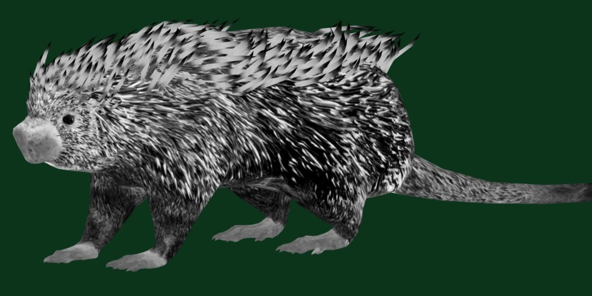 Brazilian Porcupine Rodent Low-poly 3D model_13