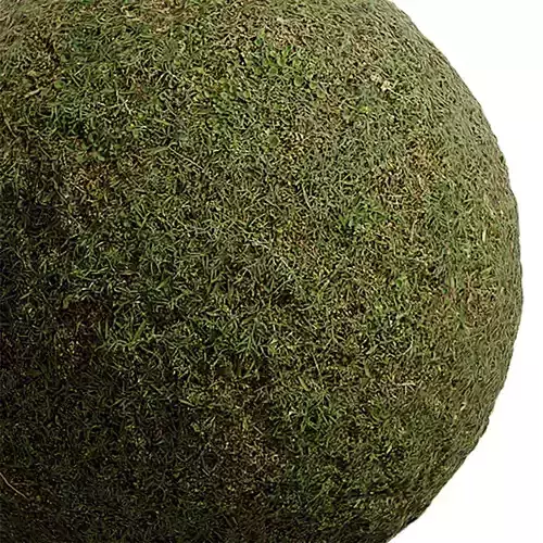 Grass Seamless Texture 2K - EXR 5 - JPG 5 Texture