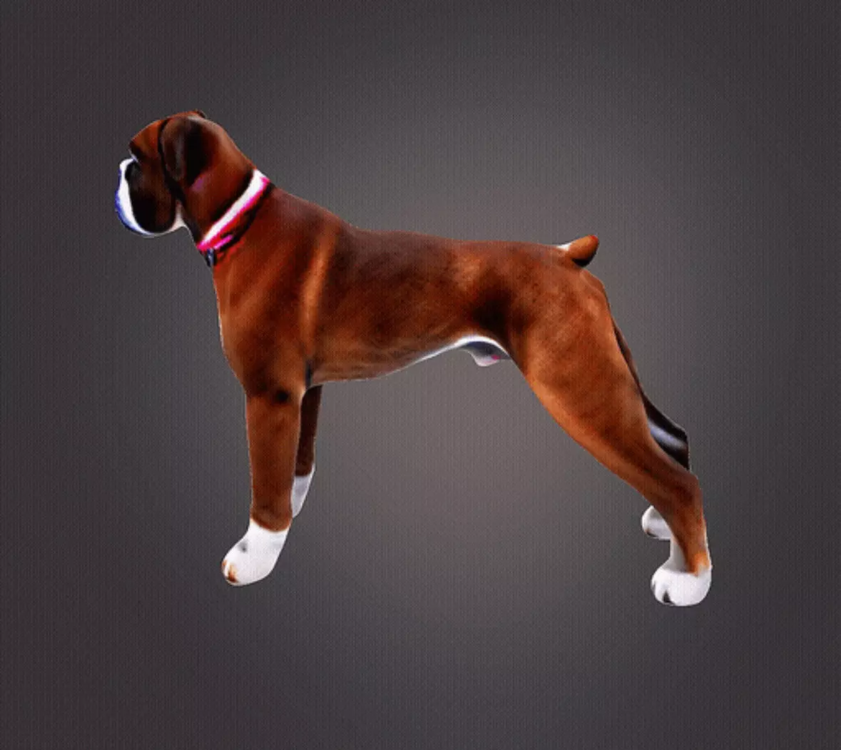 Boxer dog 3d model 3D print model_0