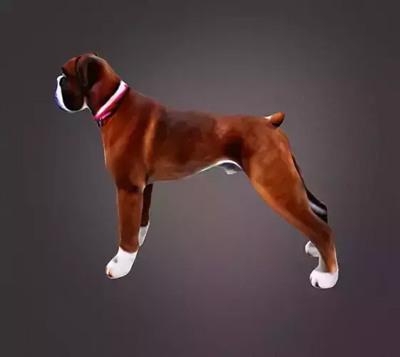 Boxer dog 3d model 3D print model