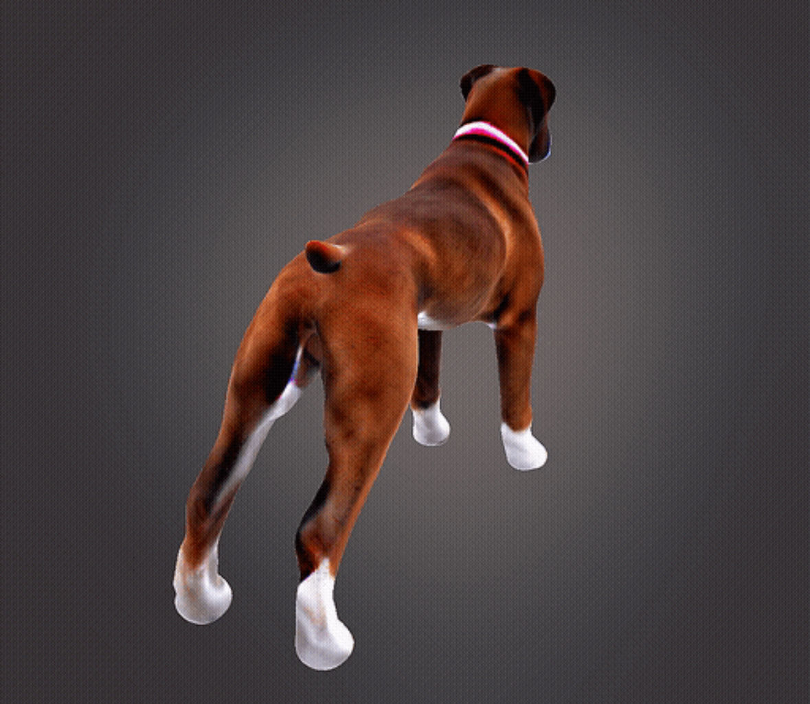 Boxer dog 3d model 3D print model_9
