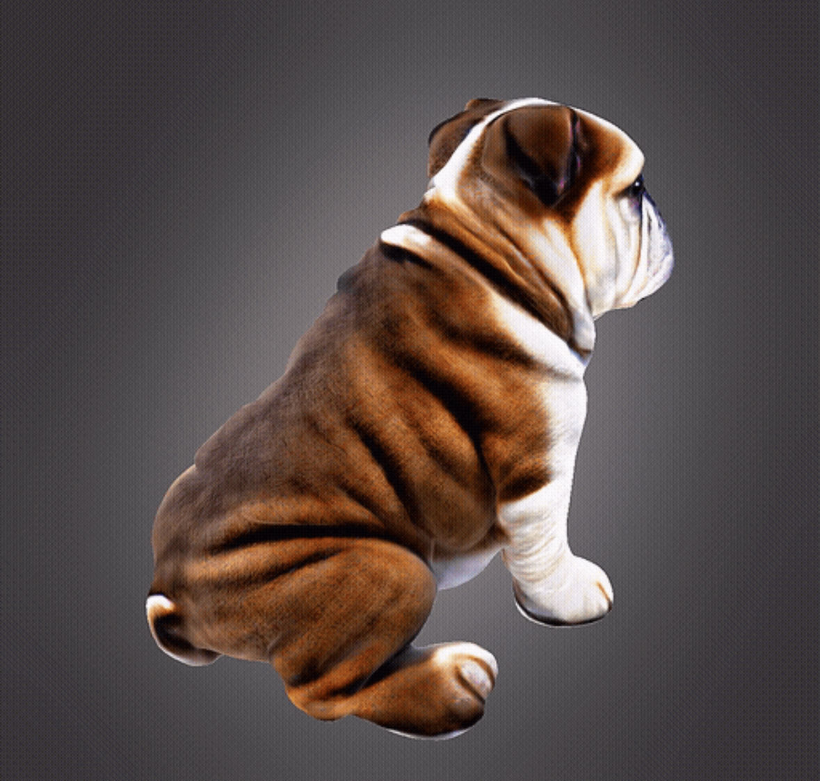 Bulldog 3d bust 3D print model_8