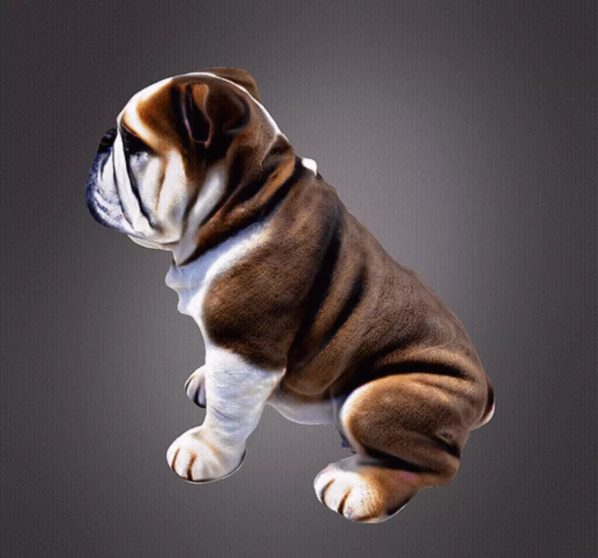 Bulldog 3d bust 3D print model_0
