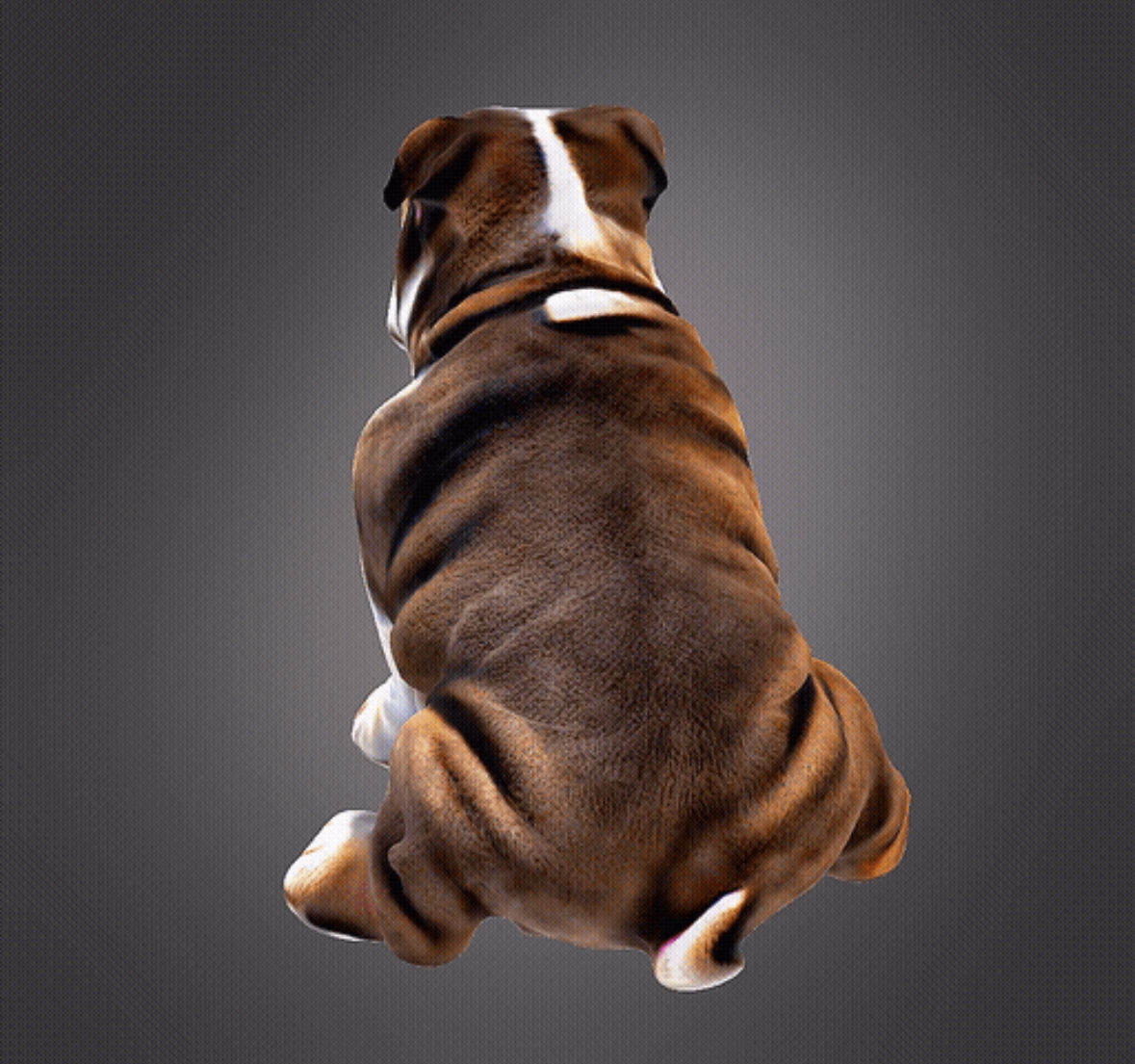 Bulldog 3d bust 3D print model_2