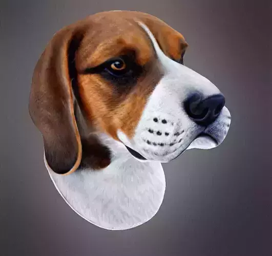 Beagle bust 3D print model