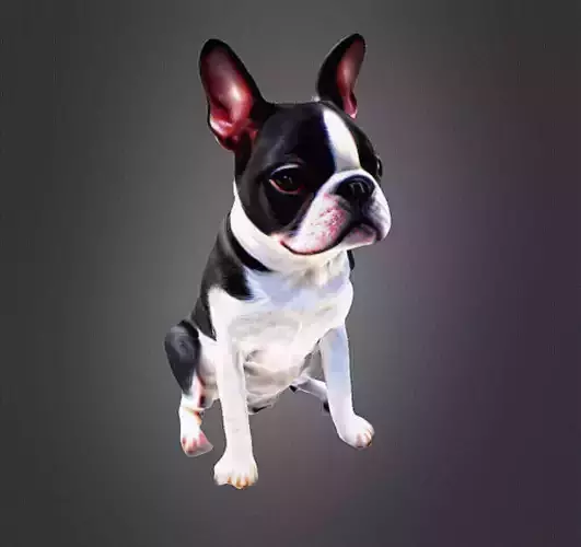 Boston terrier