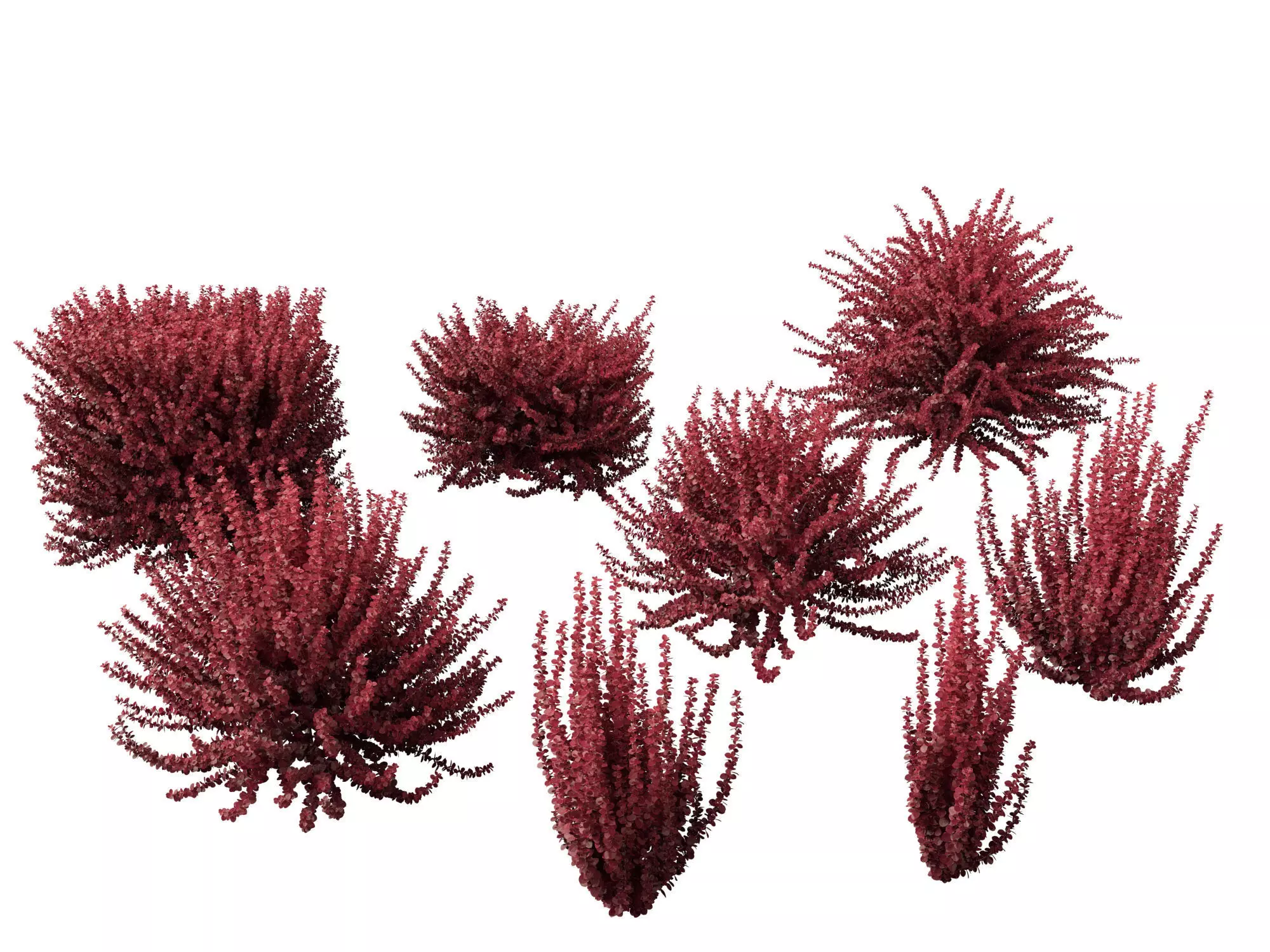 Berberis thunbergii f atropurpurea Gentry 3D model