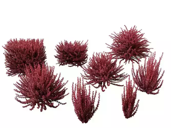 Berberis thunbergii f atropurpurea Gentry