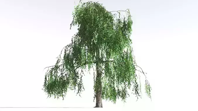 EVERYPlant Weeping Willow LowPoly 2 --15 Models-- Low-poly 3D model