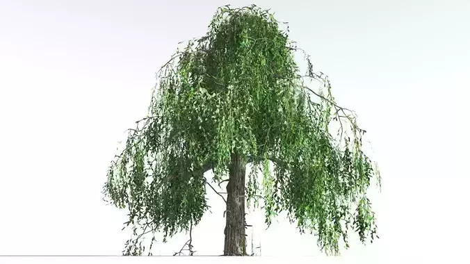 EVERYPlant Weeping Willow LowPoly 3 --15 Models-- Low-poly 3D model