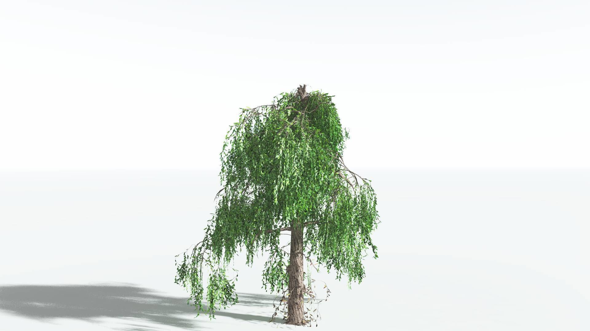 EVERYPlant Weeping Willow LowPoly 4 --15 Models-- Low-poly 3D model_11