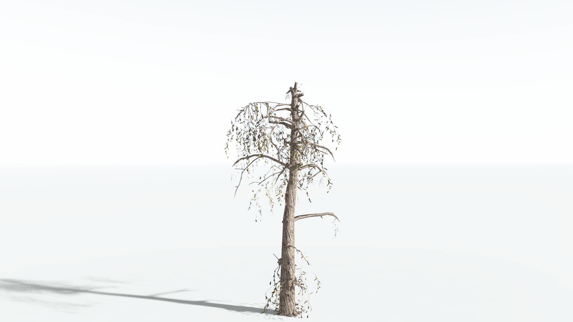 EVERYPlant Weeping Willow LowPoly 4 --15 Models-- Low-poly 3D model_17