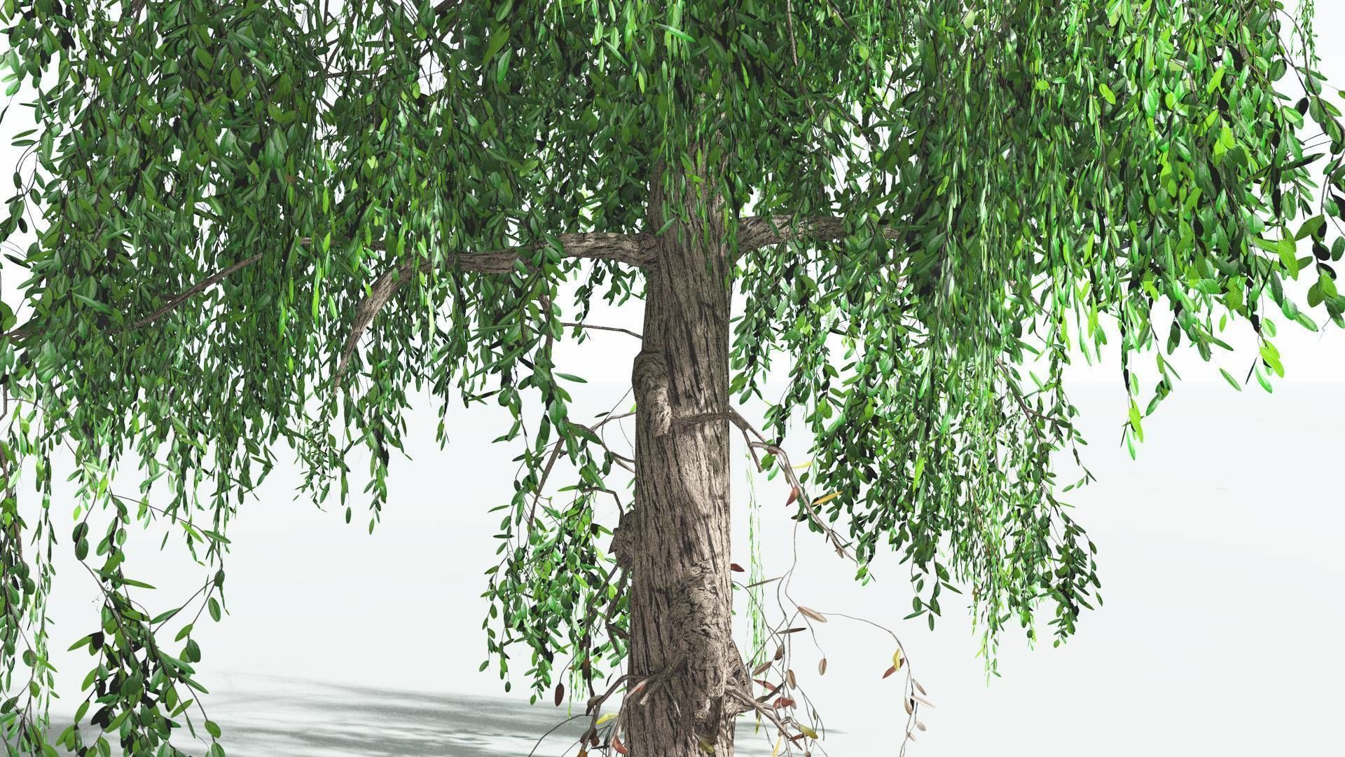 EVERYPlant Weeping Willow LowPoly 4 --15 Models-- Low-poly 3D model_32