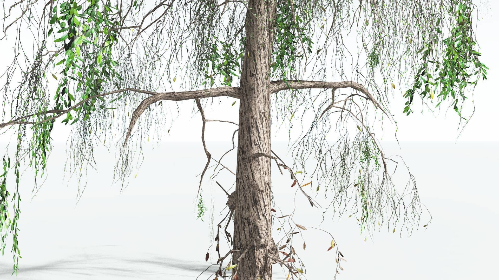 EVERYPlant Weeping Willow LowPoly 4 --15 Models-- Low-poly 3D model_6